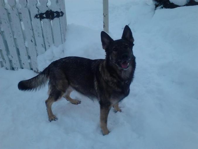 1656091_594798137256914_469647286_n