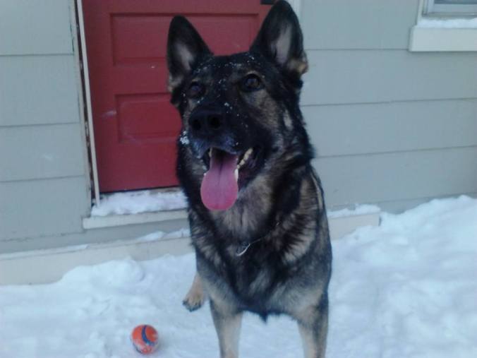 1922512_594798317256896_883696637_n