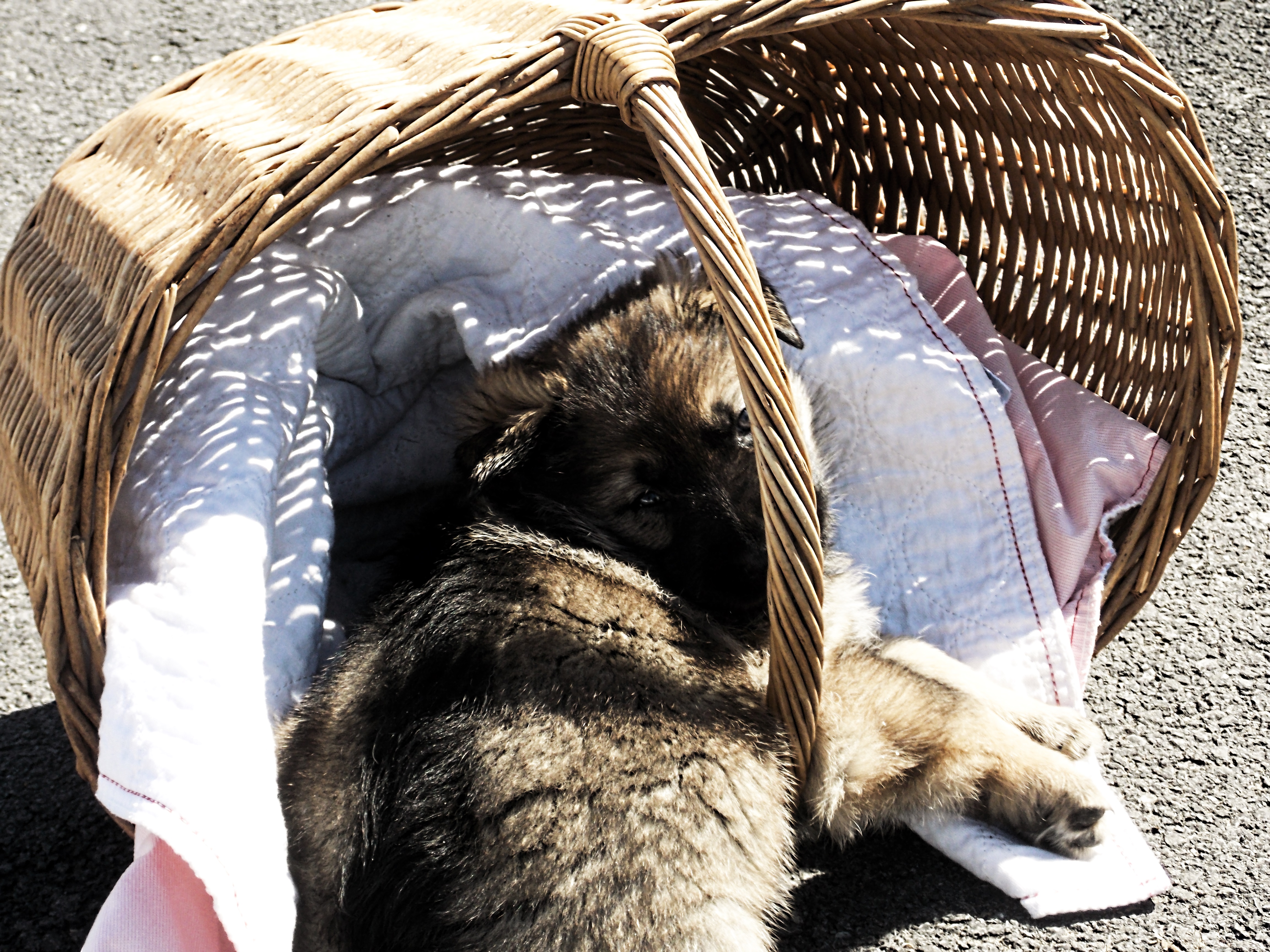 A Ritual Litter A Litter