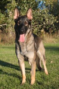 11935113_889643557772369_6555738601322621499_n