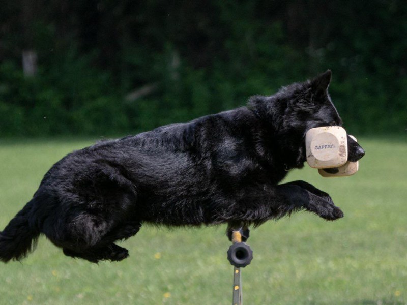 SG DeJa Vu aus dem Tal IGP1&nbsp;KKL